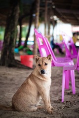 生活在海边的狗狗