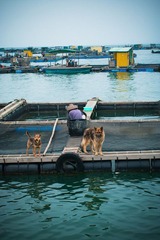 海上人家