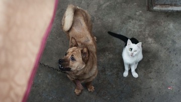 猫狗一家亲