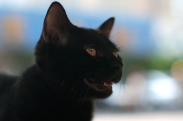 马会黑猫 1