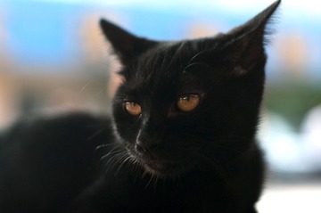 马会黑猫 2