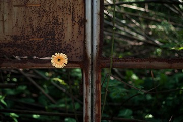 太阳花