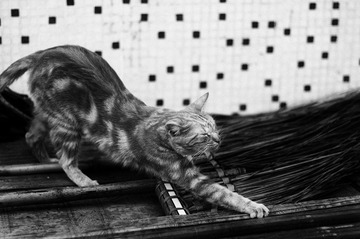 IMGP2902-bw.jpg
