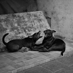 IMGP2907-bw.jpg