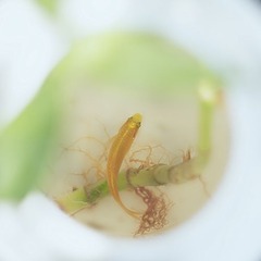 IMGP8742-s.jpg