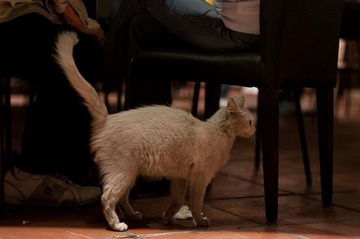 流浪猫