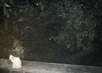 寺中之猫