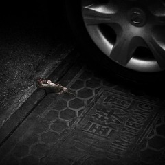 老鼠之死