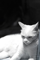 杂货铺的犀利猫