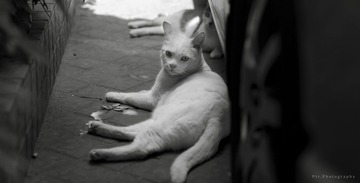 杂货铺的猫