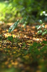 雨后