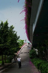 暴雨前的花瓣雨