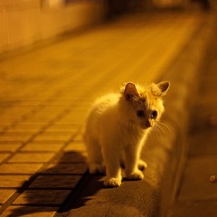 摇摇晃晃的小喵喵