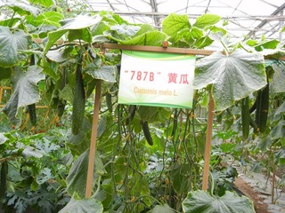 “787B”黄瓜.jpg