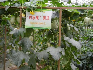 “白水果”黄瓜.jpg