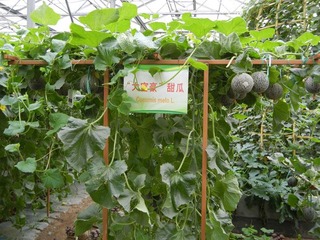 “大富豪”甜瓜.jpg
