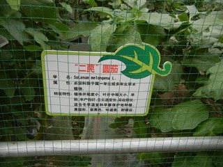 “二苠”圆茄.jpg