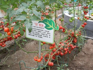 “飞天”西红柿.jpg