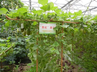 “贵妃”甜瓜.jpg