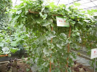 “金道”甜瓜.jpg