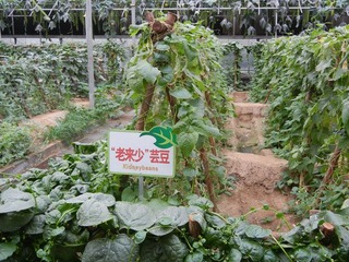 “老来少”芸豆.jpg