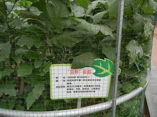 “绿升”长茄.jpg
