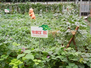 “特大新红宝”西瓜.jpg