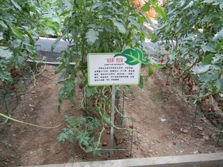 “棕圣果”西红柿.jpg