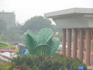 白菜.jpg