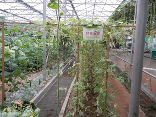 白花眉豆.jpg