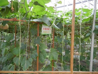 百胜西葫芦.jpg