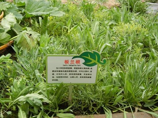 板兰根.jpg