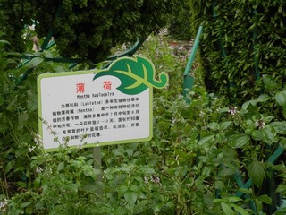 薄荷.jpg