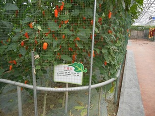 大橙茄.jpg