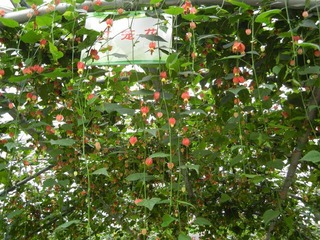 灯茏花.jpg