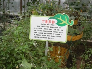 丁香罗勒.jpg