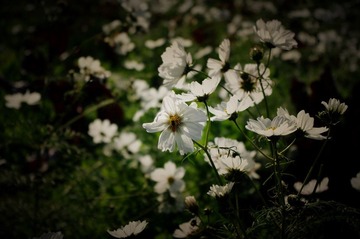 暖冬的花草~