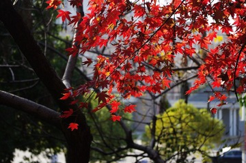 暖冬的花草~