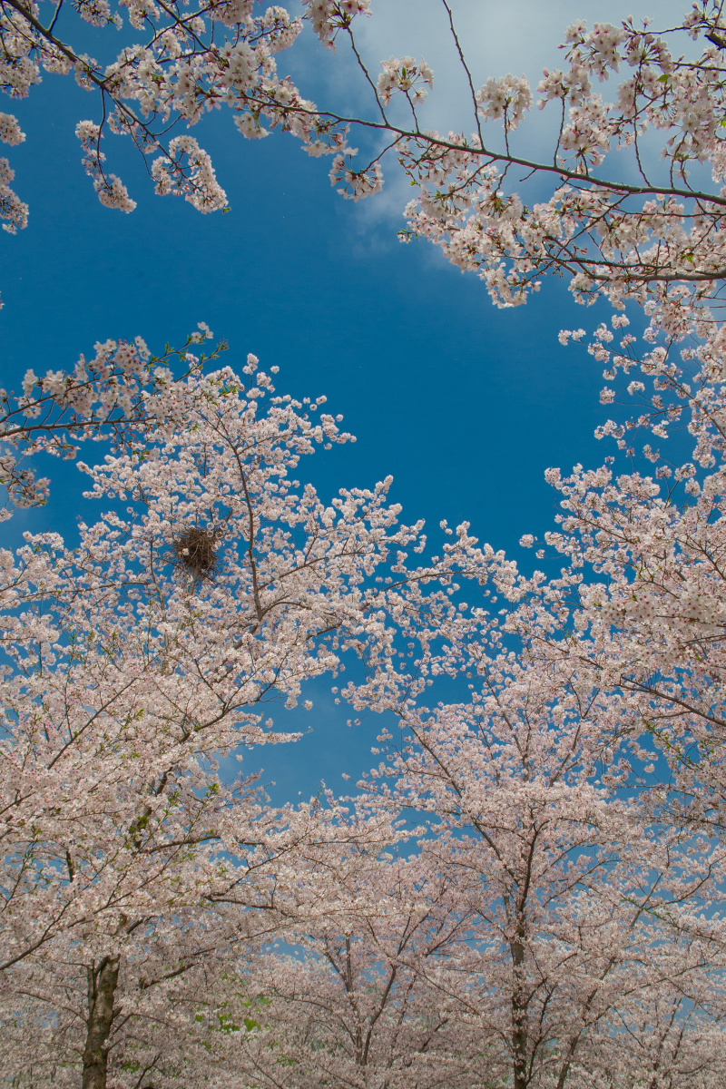 樱花盛开的天空