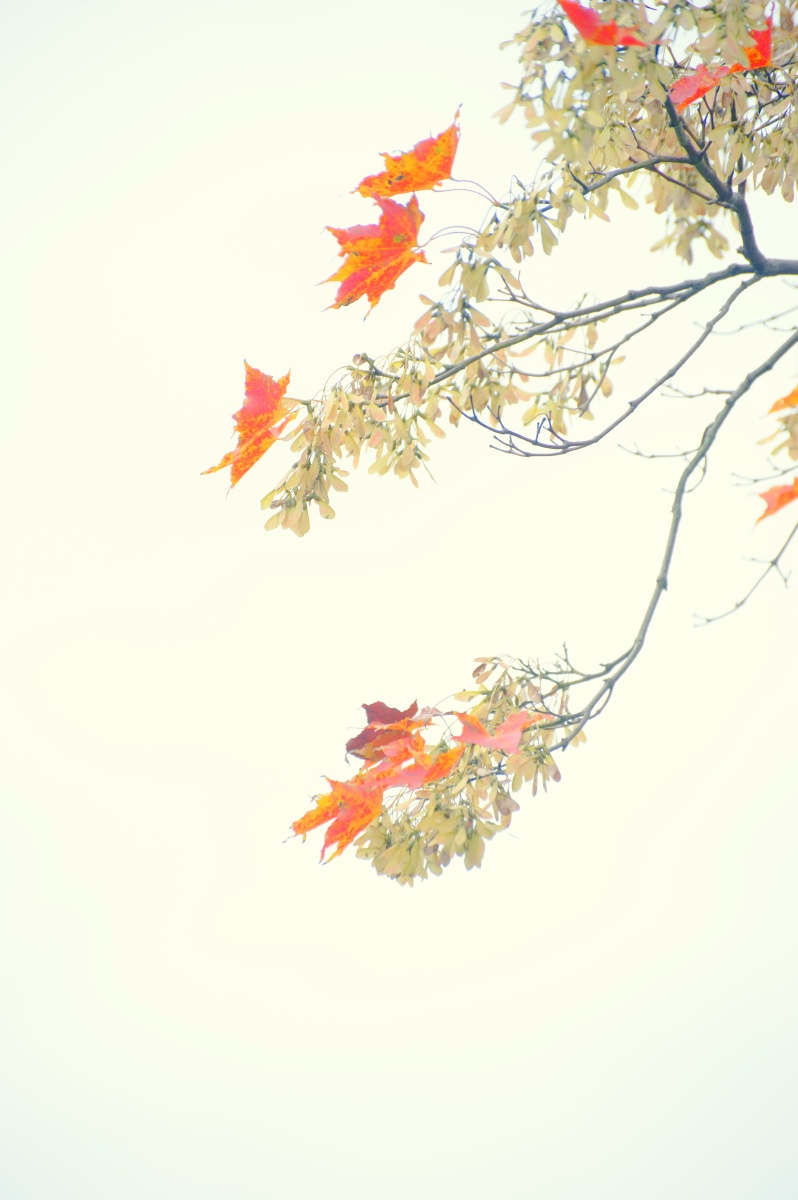 寒风瑟瑟,枝叶仅存的几片红叶随风飘动