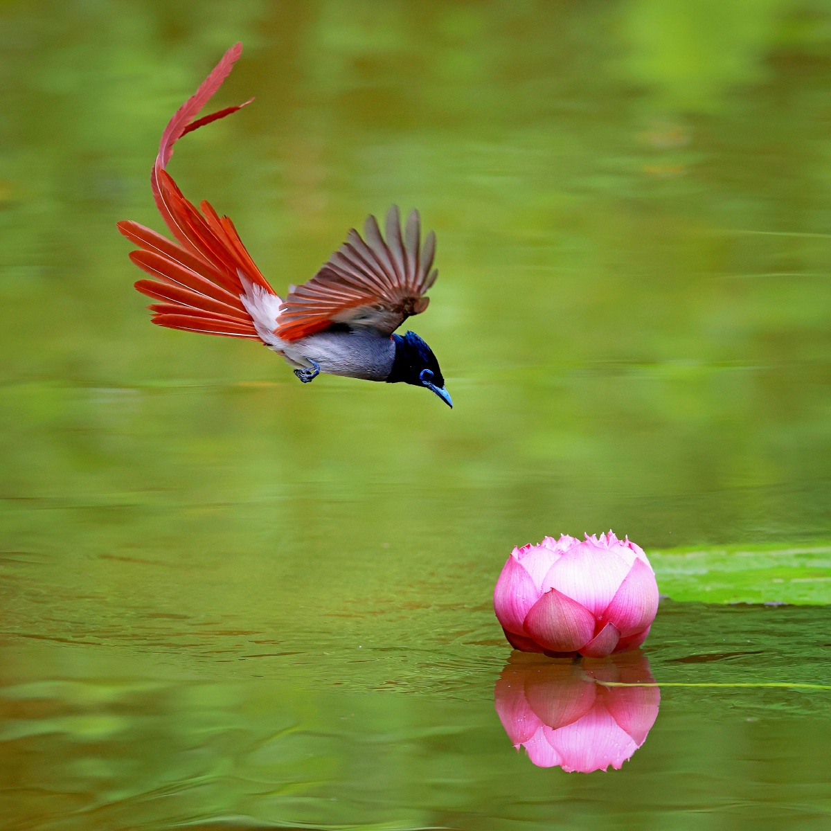 红绶带在繁殖季公鸟会长出长长的尾羽为了吸引母鸟