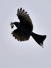 603046