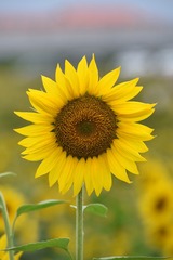 11510