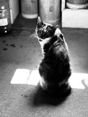 3619424F-6E73-46CC-A079-DE01ABC6F68F/L0/001