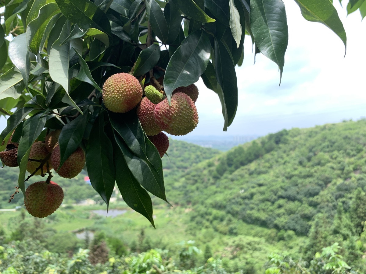 灵山荔枝,这两个是自为手机屏保的! - 我只好摄 - 图虫