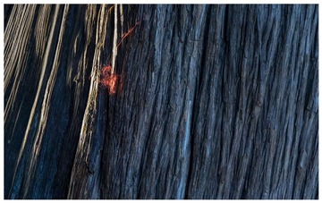 _DSC1867-