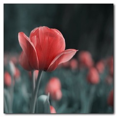 IMG_1046--