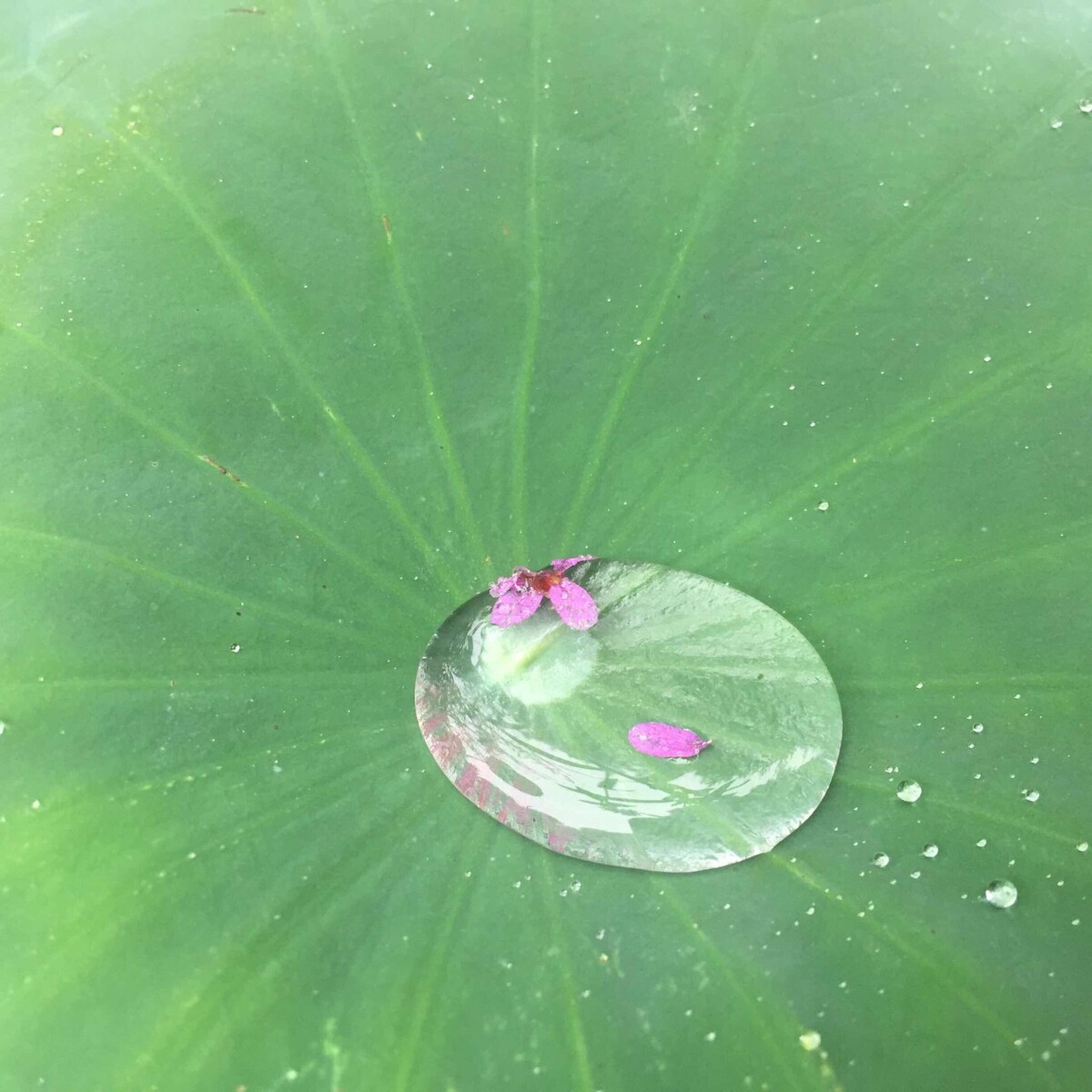 扬葩振藻