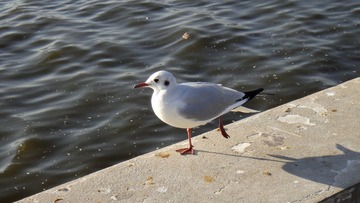 20110211云南昆明滇池.JPG