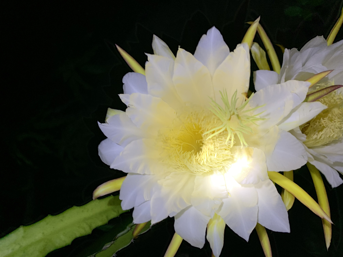 夜晚盛开的火龙果花